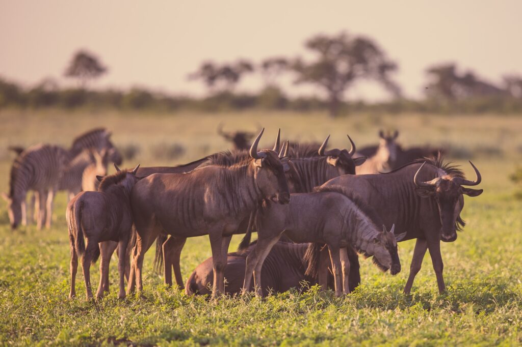 Common Wildebeest herd fgrazing at Mooiplas
