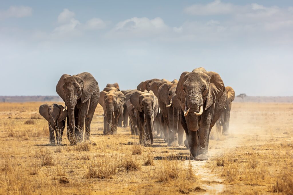 Herd of African Elephants Walking Towards Camera